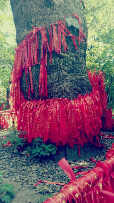 岳麓山寺，外的树