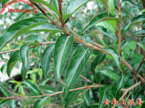 云南土沉香 学 名：Excoecaria acerifolia Didr. 科 名：大戟科 属 名：海漆属