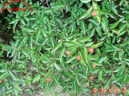 云南土沉香 学 名：Excoecaria acerifolia Didr. 科 名：大戟科 属 名：海漆属