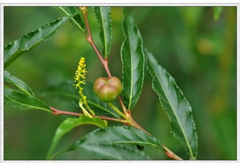 云南土沉香 学 名：Excoecaria acerifolia Didr. 科 名：大戟科 属 名：海漆属