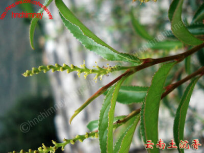 云南土沉香 学 名：Excoecaria acerifolia Didr. 科 名：大戟科 属 名：海漆属