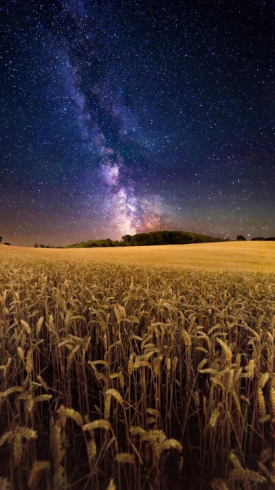 风景，星空下的稻田