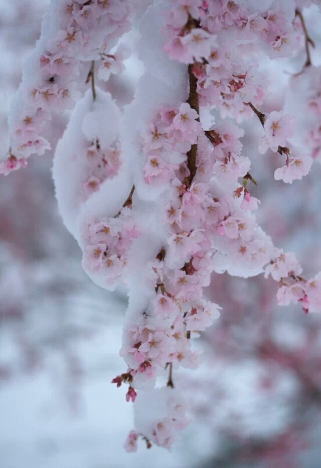 【叁月花开】樱花——花语：生命/纯洁。那场寂寞的樱花雨，缓缓消失在时光的深处，留下永恒的记忆。 by 伪善者°