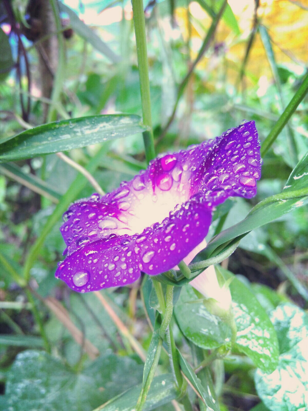 牵牛花，听说它还有个名字叫夕颜。