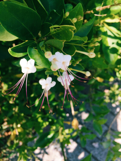 不知名的小花~