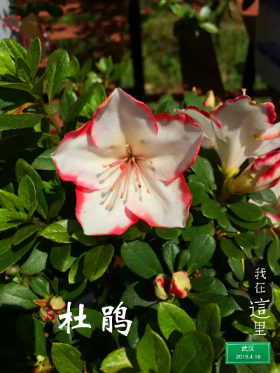 云雾山的杜鹃花