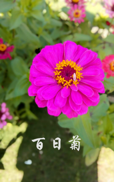 园博园的百日菊