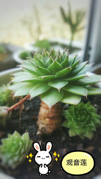 多肉植物，萌萌的肉肉，观音莲