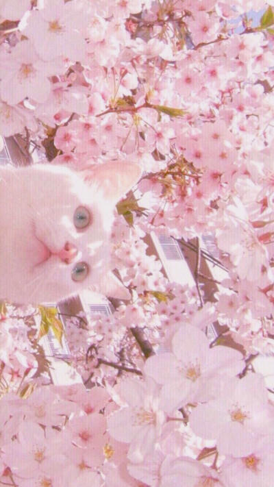 猫 花 壁纸