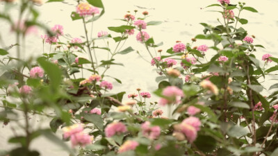 秋花