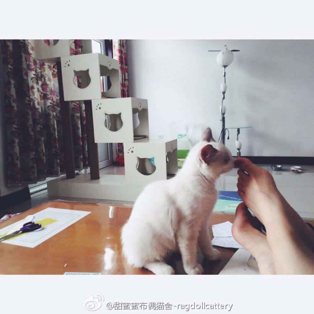 布偶猫 阿肥 来自菲律宾:)