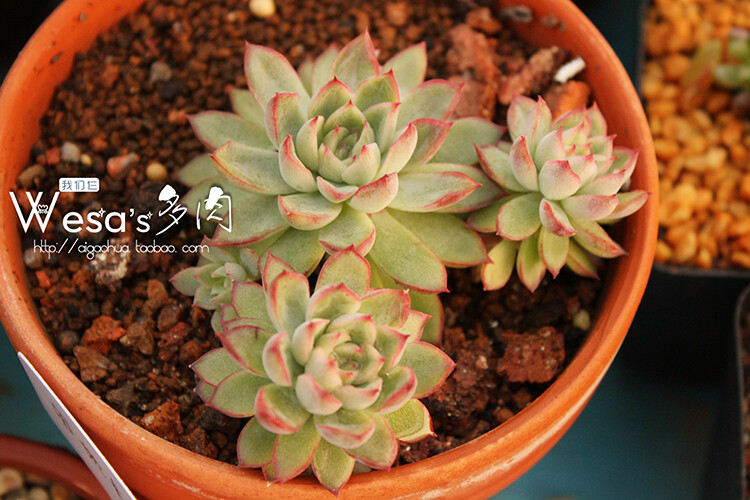 女雏Echeveria cv. Mebina——景天科拟石莲花属。花月夜和花丽很容易与女雏混淆，其实女雏植株相对较小，且容易萌生侧芽。淡绿色的叶子在秋冬的时候会在叶尖呈现绮丽的粉红色，放置在干燥地方的话颜色会更加鲜艳美丽。 喜温暖、干燥和通风的环境，喜光，耐旱，耐寒、耐半荫，不耐烈日暴晒，夏季高温休眠或半休眠。植料完全干了再浇水，无孔容器需将容器倾斜倒出多余的水分。由于植物在夏天会停止生长，因此在阳光不强的遮光处种植，并且控制浇水。