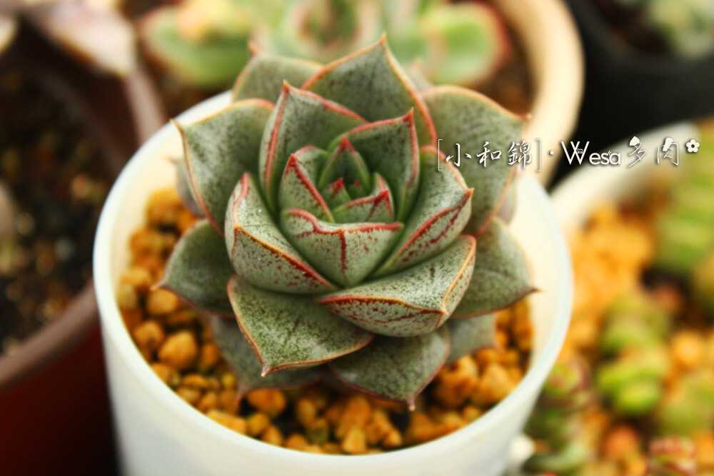 大和锦Echeveria purpusorum——景天科石莲花属。叶片广卵形至散三角卵形，排成紧密的莲座状，背面突起呈龙骨状，叶长3至4厘米，宽约3厘米，先端急尖。叶色灰绿，上有红褐色的斑纹，喜温暖、通风良好的环境，无明显休眠期。