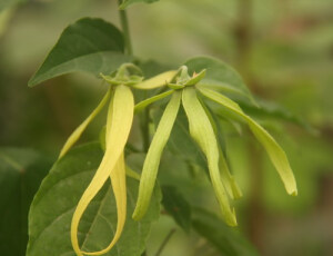 中文名：矮依兰 别称：小依兰 拉丁学名：Cananga odorata var. fruticosa  科属：番荔枝科夷兰属 产地分布：泰国、印度尼西亚及马来西亚 矮依兰为常绿灌木，植物较矮，高1-2米。叶膜质至薄纸质，卵状长圆形或长椭圆形。花序单生于叶腋内或叶腋外，花黄绿色，花香气较依兰淡，倒垂。花期5-8月。原产于泰国、印度尼西亚及马来西亚，世界各地热带地区均有栽培，我国广东、云南、海南有栽培。