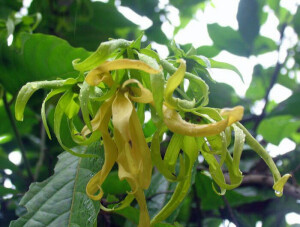 中文名：矮依兰 别称：小依兰 拉丁学名：Cananga odorata var. fruticosa 科属：番荔枝科夷兰属产地分布：泰国、印度尼西亚及马来西亚 矮依兰为常绿灌木，植物较矮，高1-2米。叶膜质至薄纸质，卵状长圆形或长椭圆形。花序单生于叶腋内或叶腋外，花黄绿色，花香气较依兰淡，倒垂。花期5-8月。原产于泰国、印度尼西亚及马来西亚，世界各地热带地区均有栽培，我国广东、云南、海南有栽培。