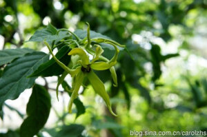 中文名：矮依兰 别称：小依兰 拉丁学名：Cananga odorata var. fruticosa 科属：番荔枝科夷兰属产地分布：泰国、印度尼西亚及马来西亚 矮依兰为常绿灌木，植物较矮，高1-2米。叶膜质至薄纸质，卵状长圆形或长椭圆形。花序单生于叶腋内或叶腋外，花黄绿色，花香气较依兰淡，倒垂。花期5-8月。原产于泰国、印度尼西亚及马来西亚，世界各地热带地区均有栽培，我国广东、云南、海南有栽培。