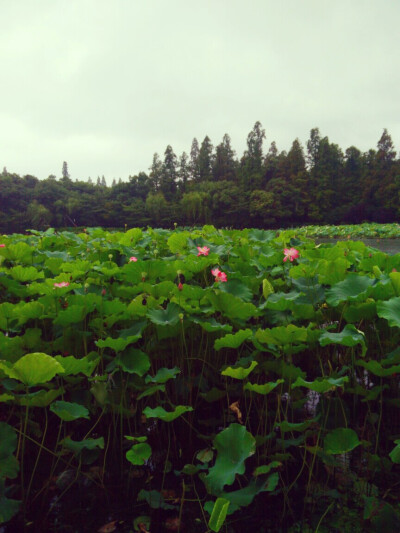 曲院风荷