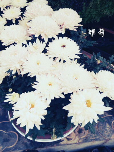 清晨，雏菊，Hello