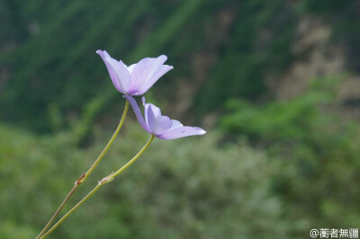 毛茛科 罂粟莲花属 罂粟莲花