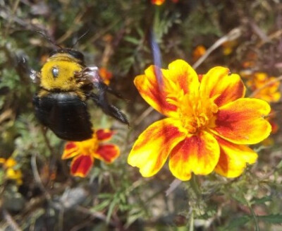 大黄蜂与小黄花