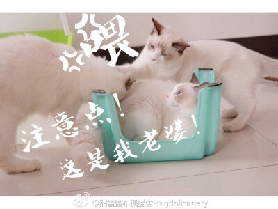 @甜蜜蜜布偶猫舍 布偶猫