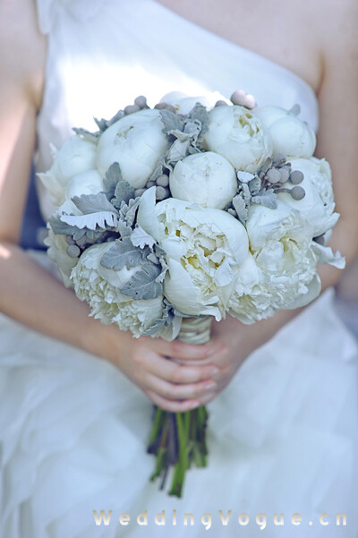 植物界唯一的一种代表灰色的植物，银叶菊。。