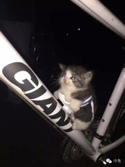 一少年昨晚骑车出门，一只流浪小奶猫很自觉地跑了过来，趴在了杯架的位置……老板我也想来一杯打包带走