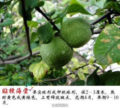 贴梗海棠Chaenomeles speciosa (Sweet.) Nakal蔷薇科木瓜属落叶灌木