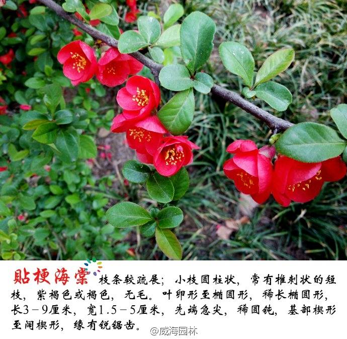 贴梗海棠Chaenomeles speciosa (Sweet.) Nakal蔷薇科木瓜属落叶灌木，高可达2米。适应性强，喜光，也耐半阴，耐寒耐旱。对土壤要求不严，在肥沃、排水良好的黏土、壤土中均可正常生长，忌低洼和盐碱地。