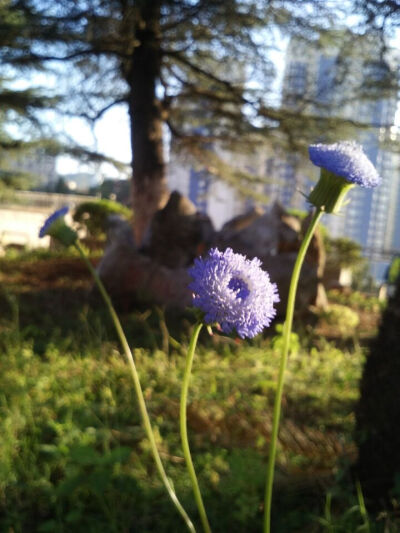 风雨中生长，烈日下绽放，夕阳下芬芳。鬼见愁——素雅如你。