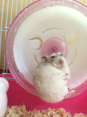 这张简直丑哭惹