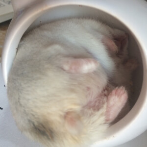 在窝里睡觉 每天早上都是被她的呼噜吵醒的