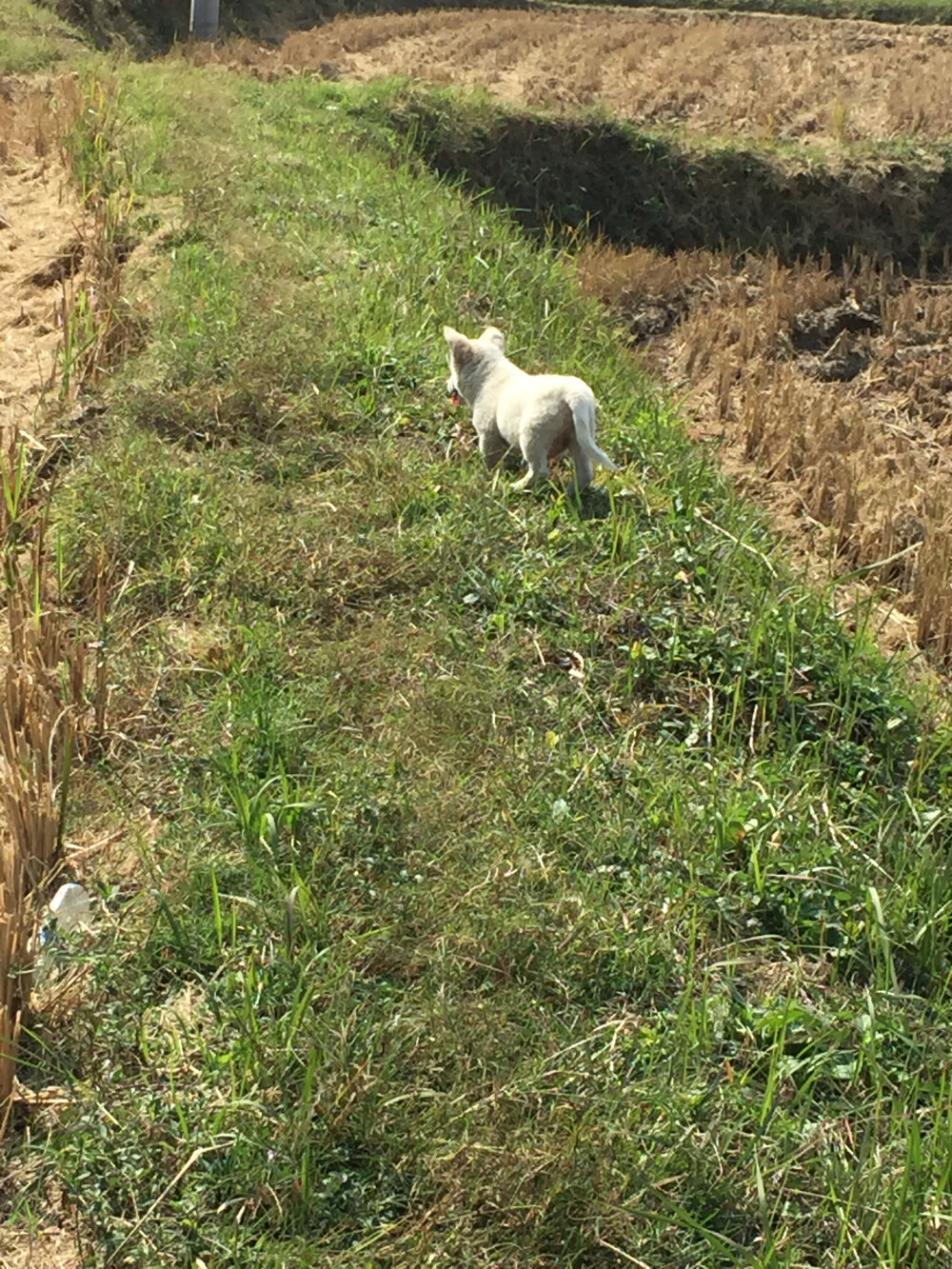 家的原风景