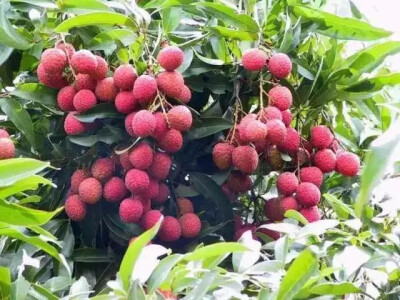 荔枝 补血、健肺、促进血液循环、心脏衰弱者可多食（已燥热者不宜多吃）