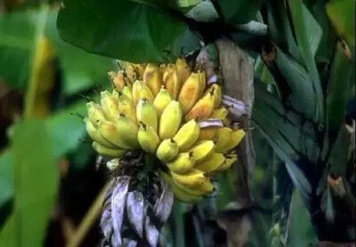 香蕉 助消化防便秘、清肺