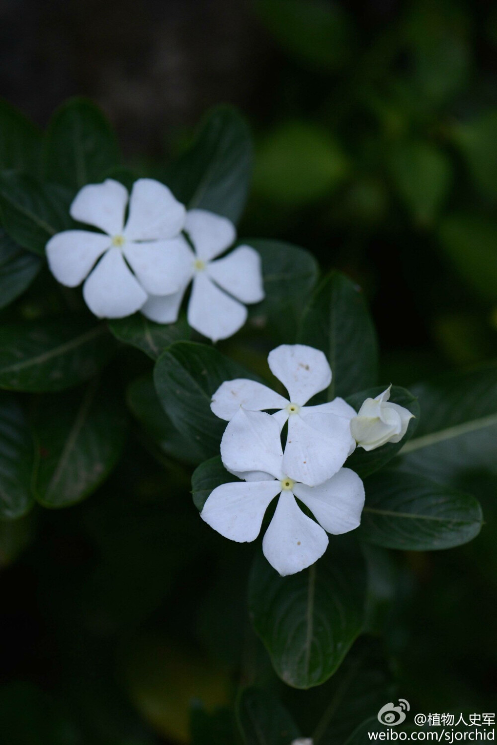 长春花