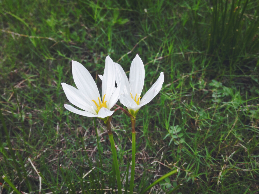 路边的野花儿不要采