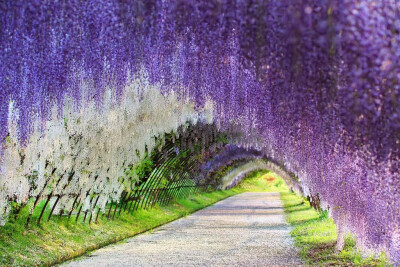 日本河内富士藤园的紫藤隧道只能用两个字来形容——梦幻～