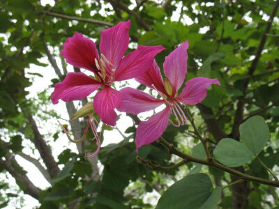 洋紫荆，红花羊蹄甲