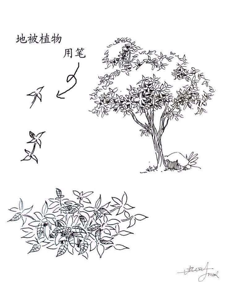 #绘画学习# 一些实用的 植物速写技法，累积下来了好资料，学习！