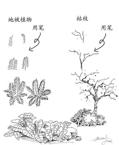 #绘画学习# 一些实用的 植物速写技法，累积下来了好资料，学习！