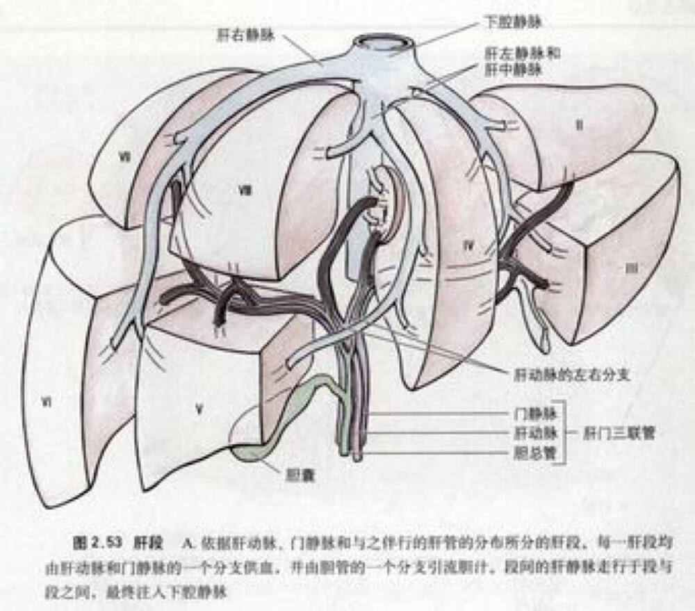 肝脏分段