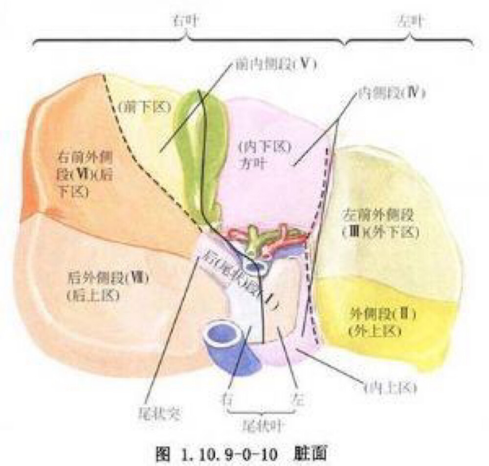 肝脏