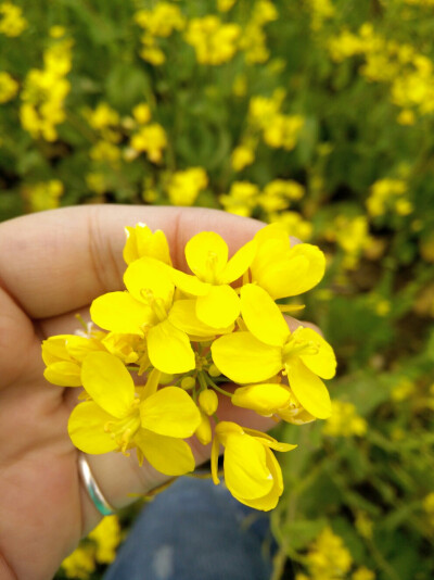 油菜花地，青海湖