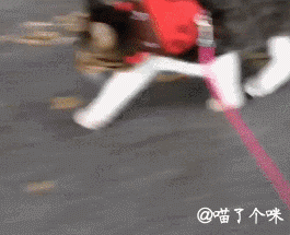 半年前，3周大的小猫Rosie被好心人从街上捡回家。从那时起，Rosie就跟家里的哈士奇们相依为命啦！二哈带大的喵咪就是不一样，现在的Rosie豪迈大方，不怕水，爱散步，小小的身躯里埋藏着哈士奇大大咧咧的灵魂！