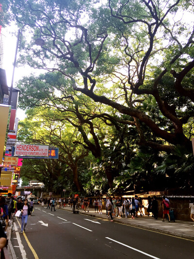 香港海港城附近的一条街道 ，树的造型很特别。