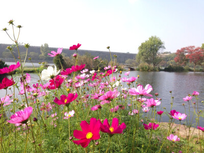 波斯菊