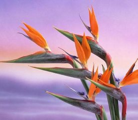 天堂鸟(学名：Strelitzia reginae )--- 旅人蕉科鹤望兰属。 天堂鸟花语：自由、吉祥、幸福快乐，在我国也有长寿的含义。 天堂鸟，是来自非洲南部的一种野花。从前英国皇后莎洛蒂喜欢这种花，所以皇后就给这…