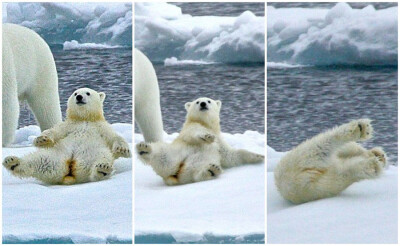 北极熊宝宝正在和它的妈妈以及兄弟姐妹们在冰上探险，不料北极熊宝宝突然向后滑倒，摔了个四脚朝天，但它毫不言弃，挣扎着想要爬起，结果左翻右翻了很多次，又在冰上滚了好几转后才爬起来。
