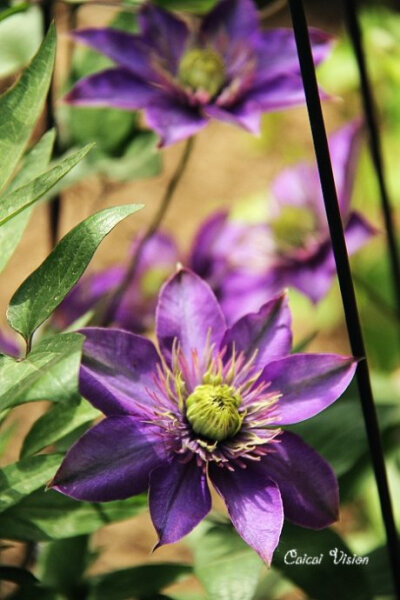 品种名称：Multi Blue 多蓝（铁线莲）早花大花型(Early Large-flowered Group)深蓝色重瓣花高度：2米花大小：中花花期：5-8月种植方位：SNEW耐寒区:zones4-9 非常适合做围篱，花墙，支架，藤架，格架以及木杆上…